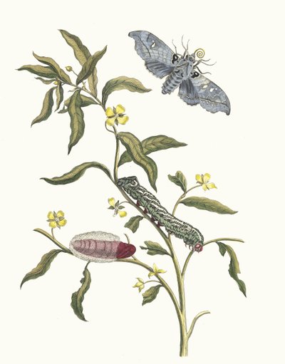 Ludwigia octovalvis.摘自《苏里南变形记》（Metamorphosis insectorum Surinamensium），1705年。 作者 玛丽亚·西比拉·梅里安