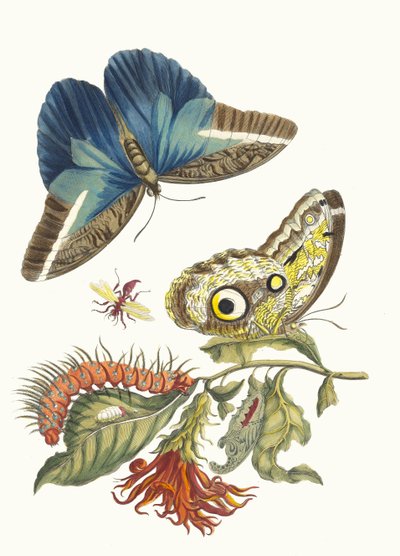 Pachystachys coccinea.摘自《苏里南变形记》（Metamorphosis insectorum Surinamensium），1705年。 作者 玛丽亚·西比拉·梅里安