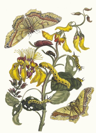Pallisaden-boom。摘自《苏里南变形记》（Metamorphosis insectorum Surinamensium），1705年。 作者 玛丽亚·西比拉·梅里安