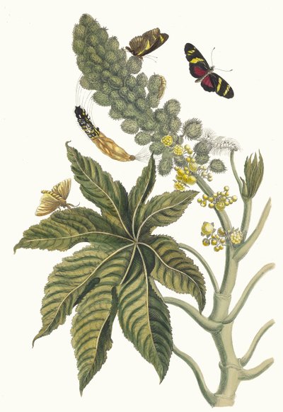 帕尔马-克里斯蒂。摘自《苏里南变形记》（Metamorphosis insectorum Surinamensium），1705年。 作者 玛丽亚·西比拉·梅里安