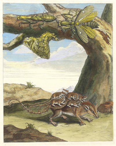 森林之鼠。摘自《苏里南变形记》，1705年。 作者 玛丽亚·西比拉·梅里安