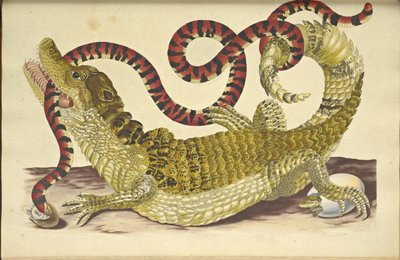 壮观的凯门鳄Caiman crocodilus和一条假珊瑚蛇，1705年。 作者 玛丽亚·西比拉·梅里安