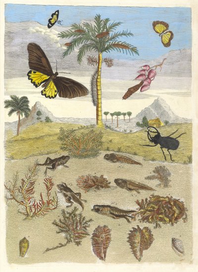 锹形虫、两栖动物和棕榈树。摘自《变形记》（Metamorphosis insectorum）一书...，1705。 作者 Maria Sibylla Merian