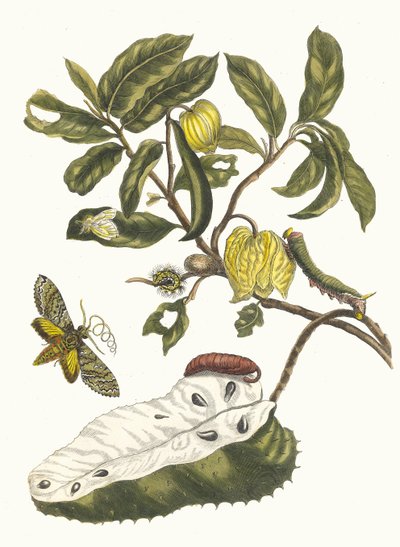 祖尔萨克。摘自《苏里南变形记》，1705年。 作者 玛丽亚·西比拉·梅里安