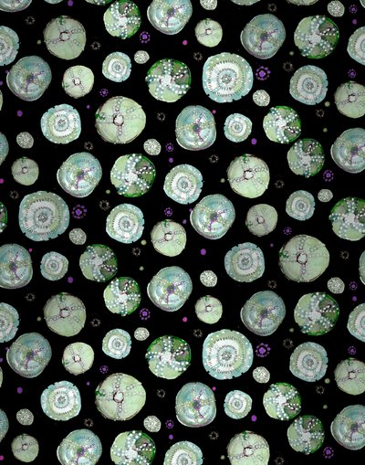 海胆黑》，2020 年（纸本水彩画） 作者 玛丽安娜库鲁昆迪斯