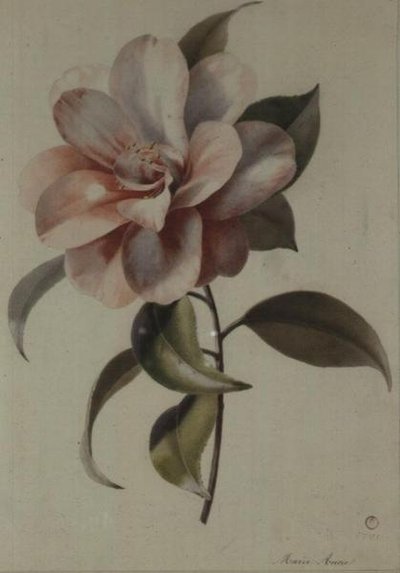 山茶花 作者 玛丽·安妮