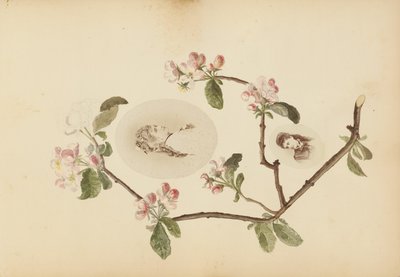 B 夫人专辑 作者 玛丽·布兰奇（Marie Blanche）汉娜（Hennenelle Fournier）