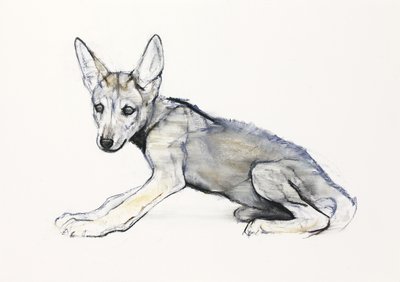 青少年阿拉伯狼小狗，2009年（纸上谈论木炭） 作者 马克·阿德灵顿