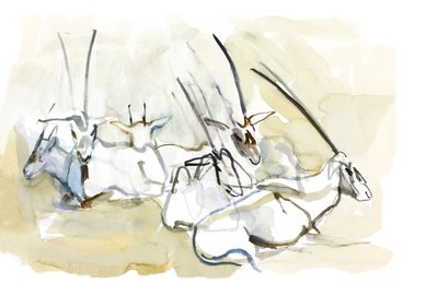 阿拉伯羚羊，2010年（纸上油） 作者 马克·阿德灵顿
