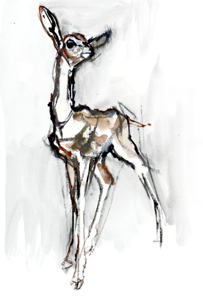 Gerenuk fawn, Sarara, 2018 作者 马克·阿德灵顿