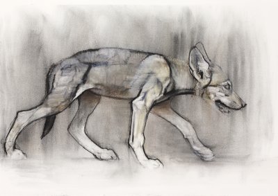 精益小狗（阿拉伯狼），2009年（纸上谈论木炭） 作者 马克·阿德灵顿