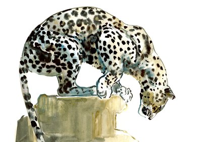 脊椎（阿拉伯豹），2015年，（纸上水彩和水粉） 作者 马克·阿德灵顿