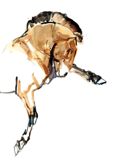 Stallion（Przewalski），2013（sennelier墨水，水彩和水粉） 作者 Mark Adlington