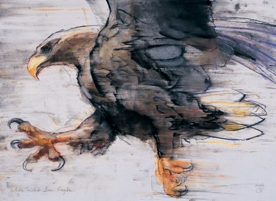 Talons  -  White tailed Sea Eagle，2001（木炭和纸上谈话） 作者 马克·阿德灵顿
