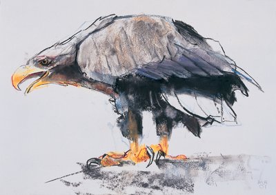 白尾海鹰，2001年（木炭和纸上谈话） 作者 马克·阿德灵顿