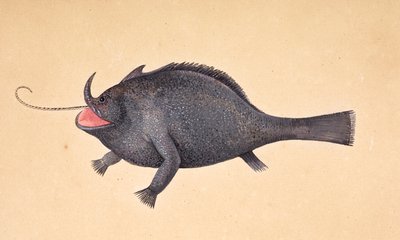 一条鱼 作者 马克·凯茨比
