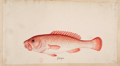一条鱼 作者 马克·凯茨比