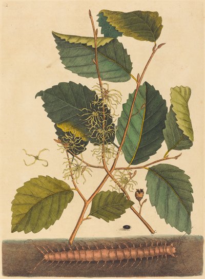 蜈蚣(Scolopendra morsitans) 作者 Mark Catesby