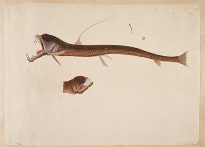 Chauliodus sloanei。
一种类似鳗鱼的生物。 作者 马克·凯茨比