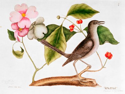 山茱萸：佛罗里达山茱萸和卡罗莱纳州自然历史的嘲弄鸟（1730-48） 作者 Mark Catesby
