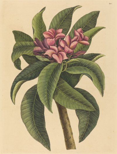 Red Frangipanni Plumeria rubra，1731-1743年出版。 作者 马克·凯茨比