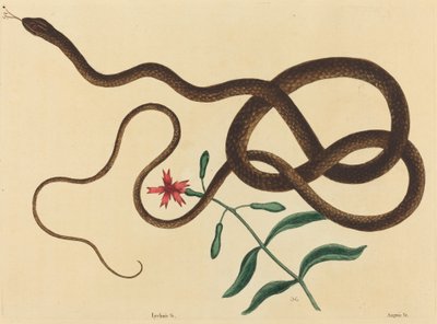 教鞭蛇（Coluber flagellum） 作者 马克·凯茨比