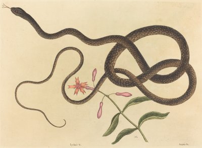 教练鞭蛇（Coluber flagellum） 作者 Mark Catesby
