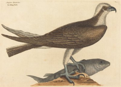 渔鹰Falco haliaetus，1754年出版。 作者 马克·凯茨比