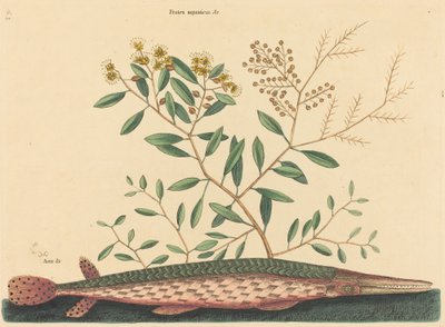 绿毛鱼Esox osseus，1731-1743年出版。 作者 马克·凯茨比