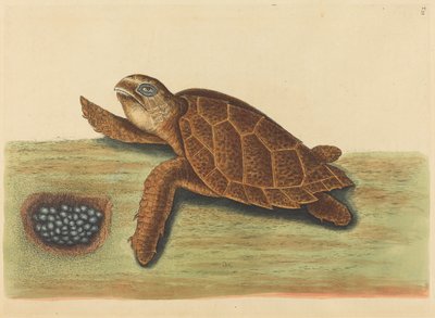 鹰嘴龟 (Testudo caretta) 作者 马克·凯茨比