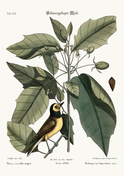 连帽山雀，1749-73 作者 马克·凯茨比
