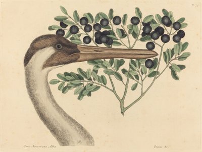虎皮鹤Ardea Americana》，1731-1743年出版。 作者 马克·凯茨比