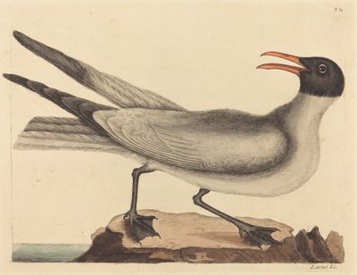 The Laughing Gull Larus articilla, published 1731-1743. 作者 马克·凯茨比