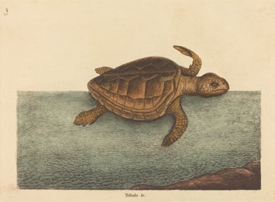 蠵龟 (Testudo Cavanna) 作者 Mark Catesby