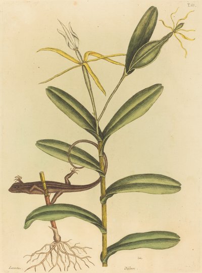 里昂蜥蜴（Lacerta 6-lineata） 作者 马克·凯茨比
