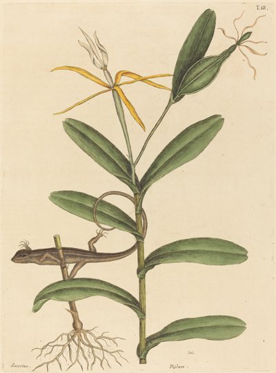 里昂蜥蜴Lacerta 6-lineata，1731-1743年出版。 作者 马克·凯茨比
