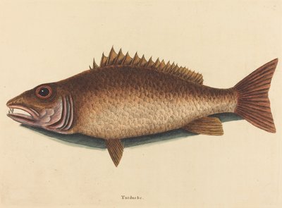 红树林鲷鱼Labrus griseus，1754年出版。 作者 马克·凯茨比