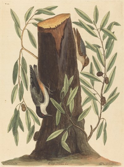 鹦鹉Sitta Europaea》，1754年出版。 作者 马克·凯茨比