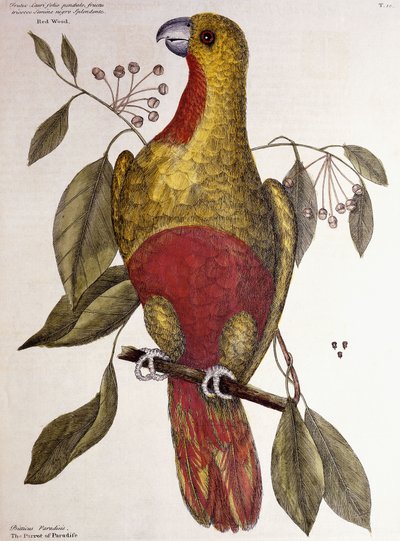天堂鹦鹉，1771年 作者 马克·凯茨比