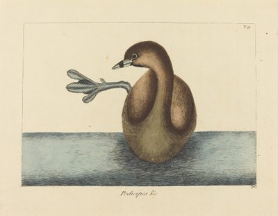 红嘴杜鹃(Colymbus podiceps) 作者 马克·凯茨比