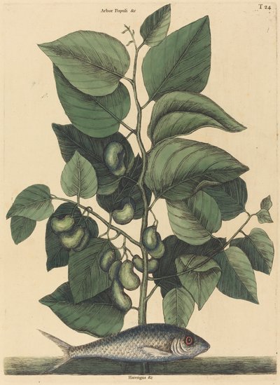 山鹑 (阿根廷) 作者 马克·凯茨比