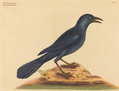 紫色杰克道Gracula Quiscula，1731-1743年出版。 作者 马克·凯茨比