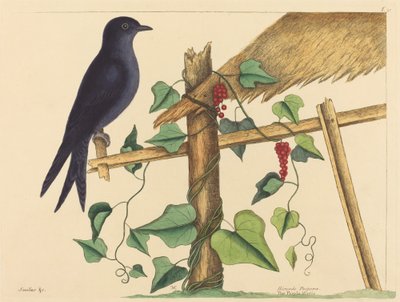 紫马丁（Hirundo purpurea）。 作者 马克·凯茨比