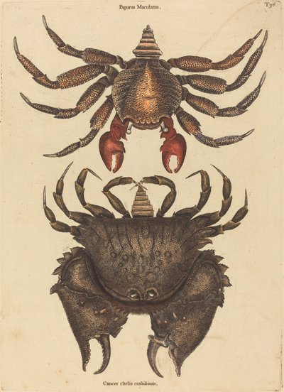 红斑岩蟹（Cancer grapsus） 作者 Mark Catesby