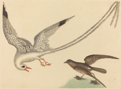 秧鸡（Emberiza oryzivora） 作者 马克·凯茨比