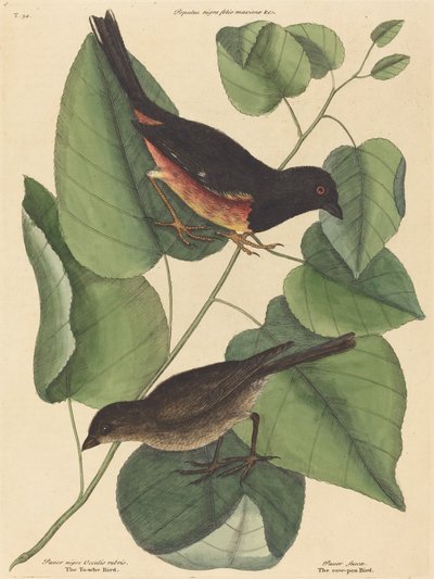 Towhe鸟Fringilla erythrophthalma，1754年出版。 作者 马克·凯茨比
