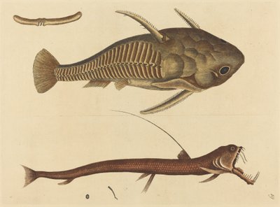 蝰蛇口器 (Silurus cataphractus) 作者 马克·凯茨比