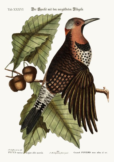 金翅啄木鸟，1749-73 作者 Mark Catesby