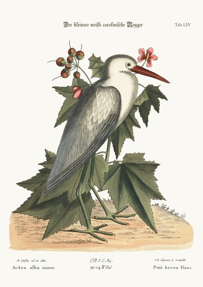 小白苍鹭，1749-73 作者 马克·凯茨比