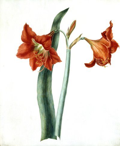 朱顶红，c.1790 作者 玛莎·图希尔